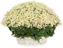 Цветочная композиция из Ромашки в корзине #REPLACE_PRED# Турксаде